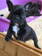 Regalo cuccioli di bouledogue francese