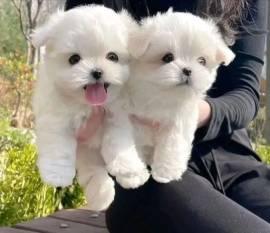 Adorabili cuccioli maltesi per il reinserimento