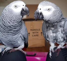Adorabili pappagalli cenerini africani per il reinserimento