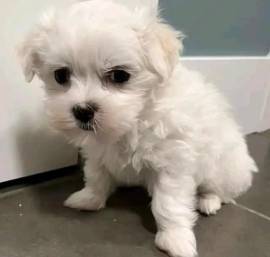 Cuccioli Maltese piccola taglia