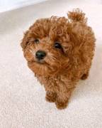 Barboncini Toy cuccioli