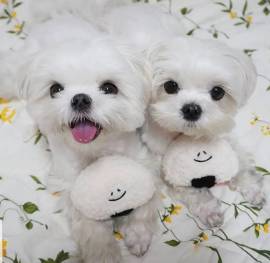 Maltese toy