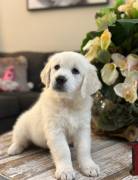 Disponibili cuccioli di Golden Retriever.