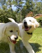 Cuccioli Golden retriever