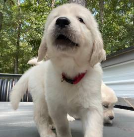 Cuccioli di Golden retriever 3 mesi