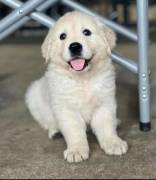 Disponibili cuccioli di Golden retriever