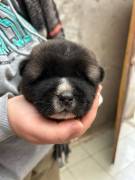 Cuccioli Akita Americano 