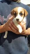 JACK RUSSELL CUCCIOLI