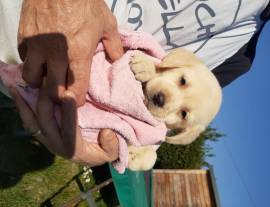 LABRADOR RETRIEVER CUCCIOLI