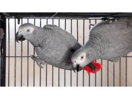 Disponibili pappagalli cenerino