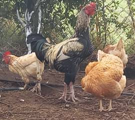 Uova feconde galline, anatra, oca