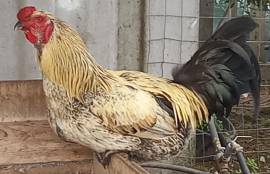 Uova feconde galline, anatra, oca