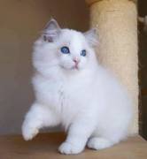 Cuccioli ragdoll