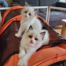 Ragdoll con Pedigree
