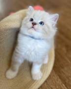Ragdoll cuccioli
