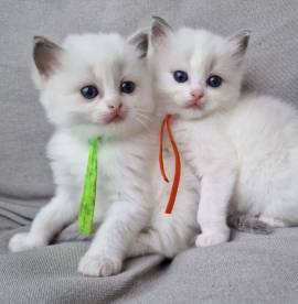 Gattini Ragdoll