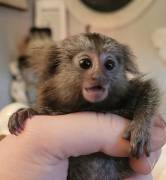 Scimmia marmotta maschio/femmina