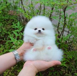 Cuccioli di Spitz nano tedesco