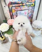 Spitz Pomerania maschi/femmine