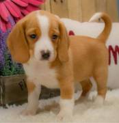 Regalo Beagle MERAVIGLIOSI cuccioli di Beagle ottima genealogia, gia vaccinati, sverminati e microch