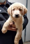 LABRADOR CUCCIOLI