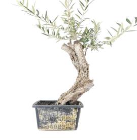 Bonsai Olivo (Prebonsai)