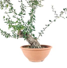 Bonsai Ullastre (Prebonsai).