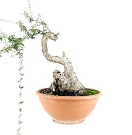 Bonsai Ullastre (Prebonsai).