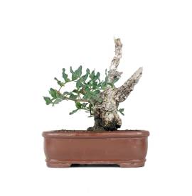 Bonsai Lentisco