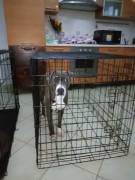REGALO CUCCIOLI AMSTAFF 8 MESI