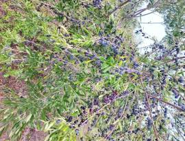 Olio extravergine Olio extravergine