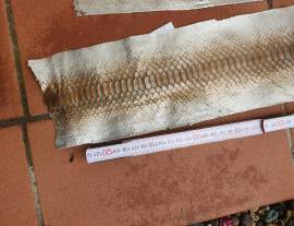 Pellami Esotici e Pregiati Pellami Esotici e Pregiati