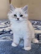 Due gattini siberiani