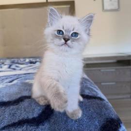 Due gattini siberiani