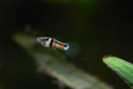 PESCI TROPICALI - CEPPO PURO - POECILIA WINGEI CAMPOMA EL TIGRE'