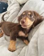 Bassotto Nano Tedesco e Bassotti Nani Vari Colori