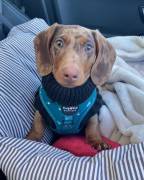 Bassotto Nano Tedesco e Bassotti Nani Vari Colori Bassotto Nano Tedesco e Bassotti Nani Vari Colori