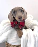 Bassotto Nano Tedesco e Bassotti Nani Vari Colori Bassotto Nano Tedesco e Bassotti Nani Vari Colori