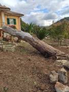 Regalo Legna da tagliare