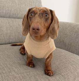 Bassotto Nano Tedesco e Bassotti Nani Vari Colori