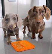 Bassotto Nano Tedesco e Bassotti Nani Vari Colori