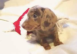 Bassotto Nano Tedesco e Bassotti Nani Vari Colori