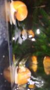 LUMACHE TROPICALI -- AMPULLARIE GOLD, da me riprodotte..