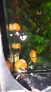 LUMACHE TROPICALI -- AMPULLARIE GOLD, da me riprodotte..