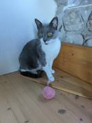 La simpaticissima Micia cerca casa