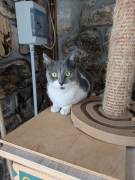 La simpaticissima Micia cerca casa