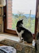 La simpaticissima Micia cerca casa