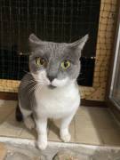 La simpaticissima Micia cerca casa