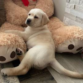 simpatici cuccioli di labrador maschi e femmine in cerca di 