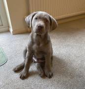 simpatici cuccioli di labrador maschi e femmine in cerca di 